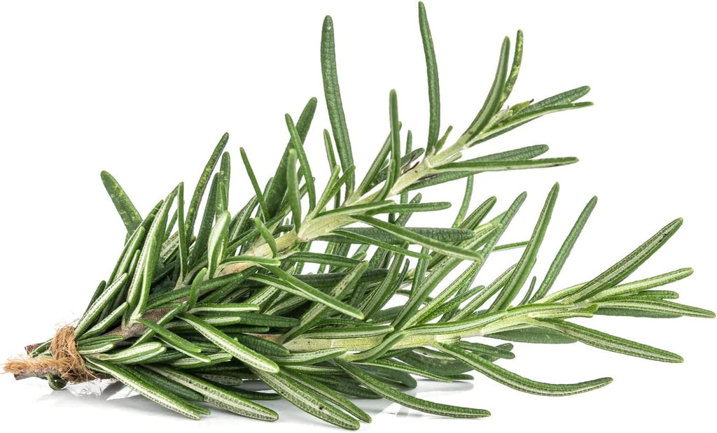 HERBAL AGE Rosemary Seeds Plants, Grow Your Own Herb Garden Kit, ~25 Seed Box, Salad Herbs Seeds for Planting UK, Veg Plant Gardening Gift for Men, Women, Kids, Seeds to Plant Outdoor & Indoor