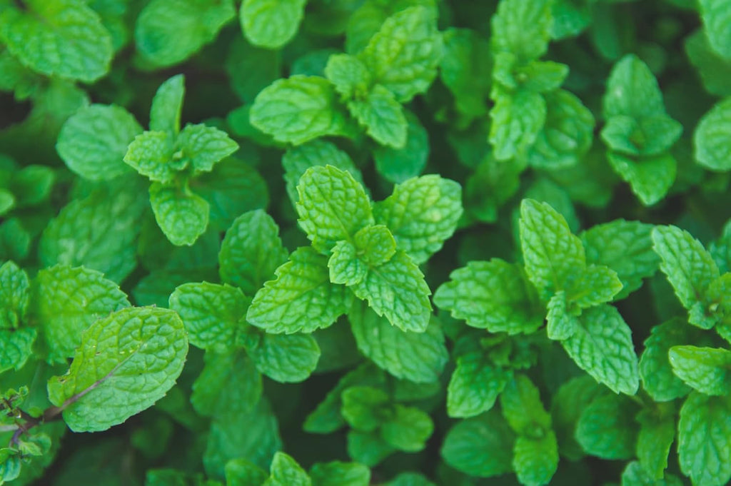 HERBAL AGE Mint Seeds Plants, Grow Your Own Herb Garden Kit, ~300 Seed Box, Salad Herbs Seeds for Planting UK, Veg Plant Gardening Gift for Men, Women, Kids, Seeds to Plant Outdoor & Indoor