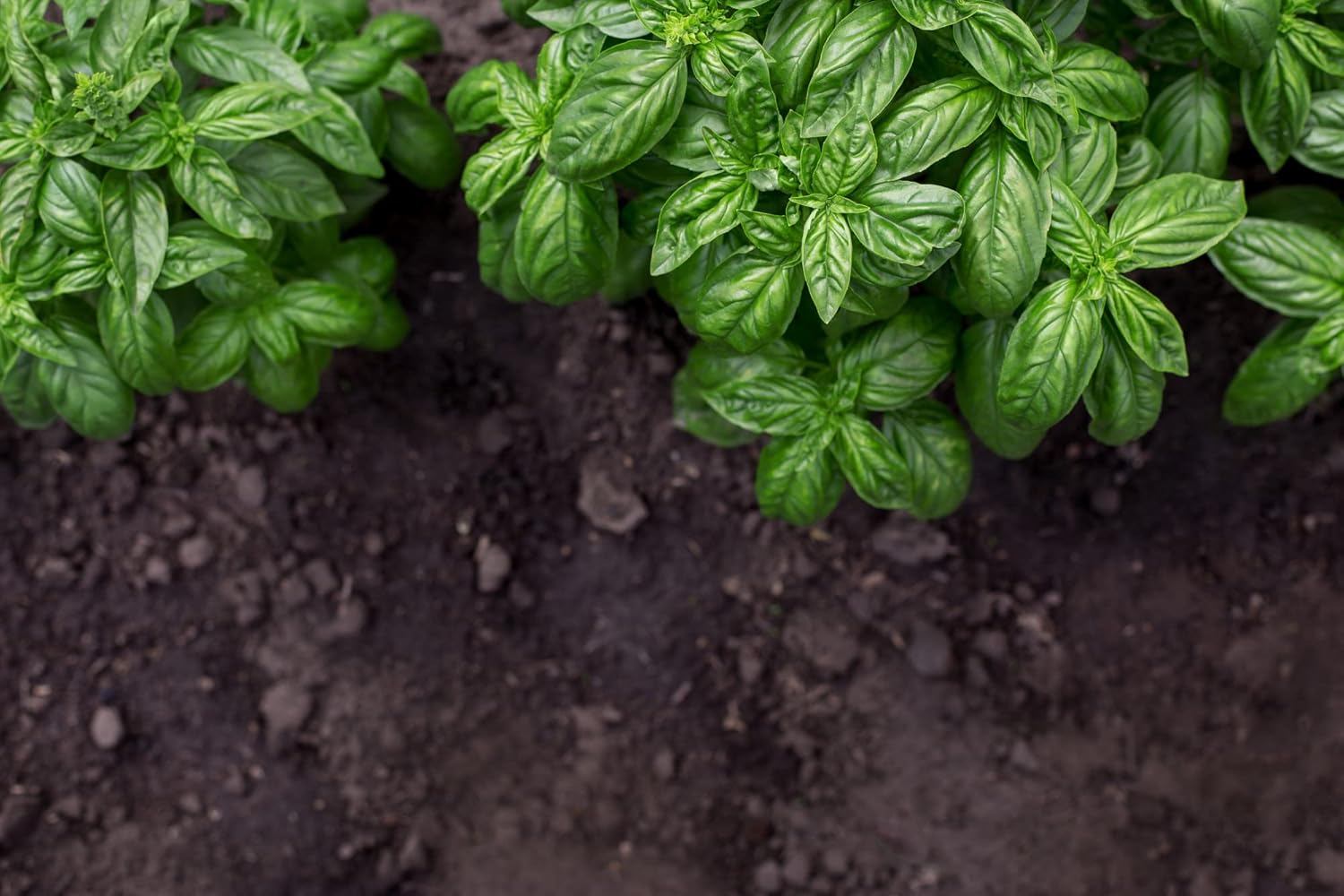 HERBAL AGE Basil Seeds Plants, Grow Your Own Herb Garden Kit, ~200 Seed Box, Salad Herbs Seeds for Planting UK, Veg Plant Gardening Gift for Men, Women, Kids, Seeds to Plant Outdoor & Indoor