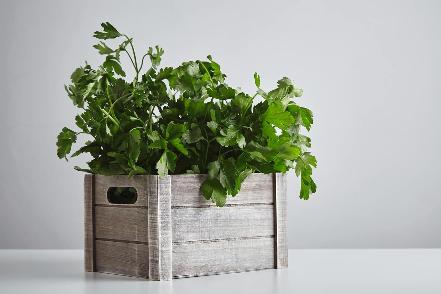 HERBAL AGE Parsley Seeds Plants, Grow Your Own Herb Garden Kit, ~900 Seed Box, Salad Herbs Seeds for Planting UK, Veg Plant Gardening Gift for Men, Women, Kids, Seeds to Plant Outdoor & Indoor