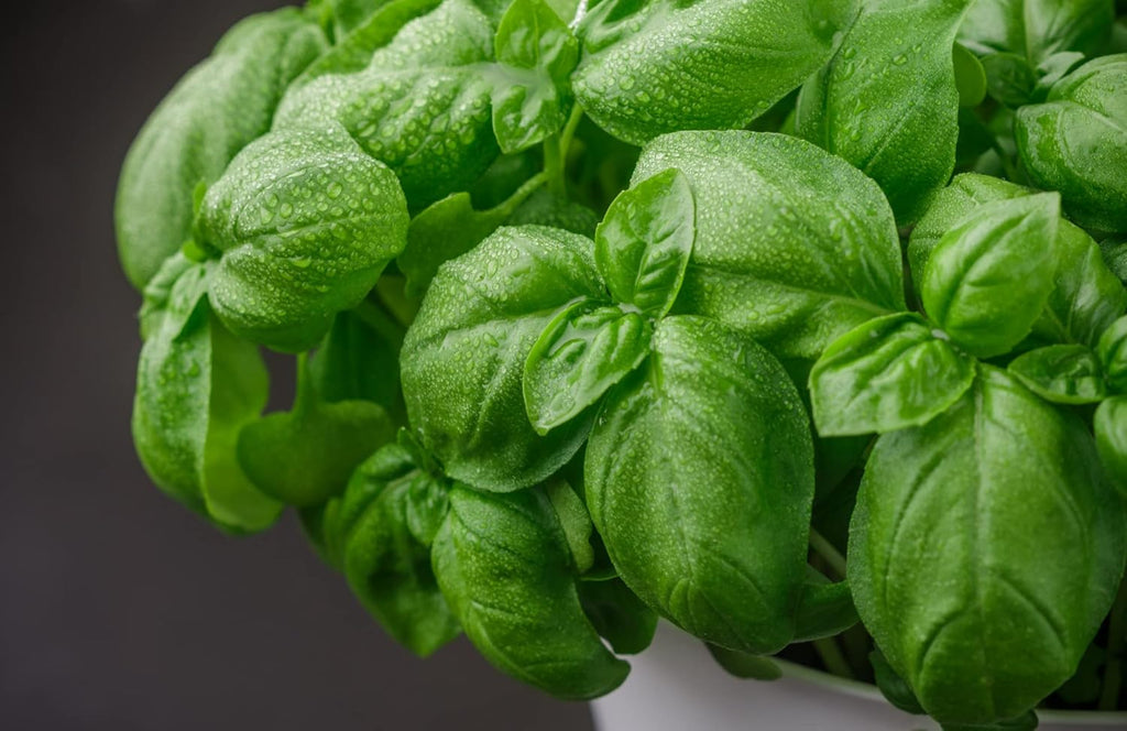 HERBAL AGE Basil Seeds Plants, Grow Your Own Herb Garden Kit, ~200 Seed Box, Salad Herbs Seeds for Planting UK, Veg Plant Gardening Gift for Men, Women, Kids, Seeds to Plant Outdoor & Indoor