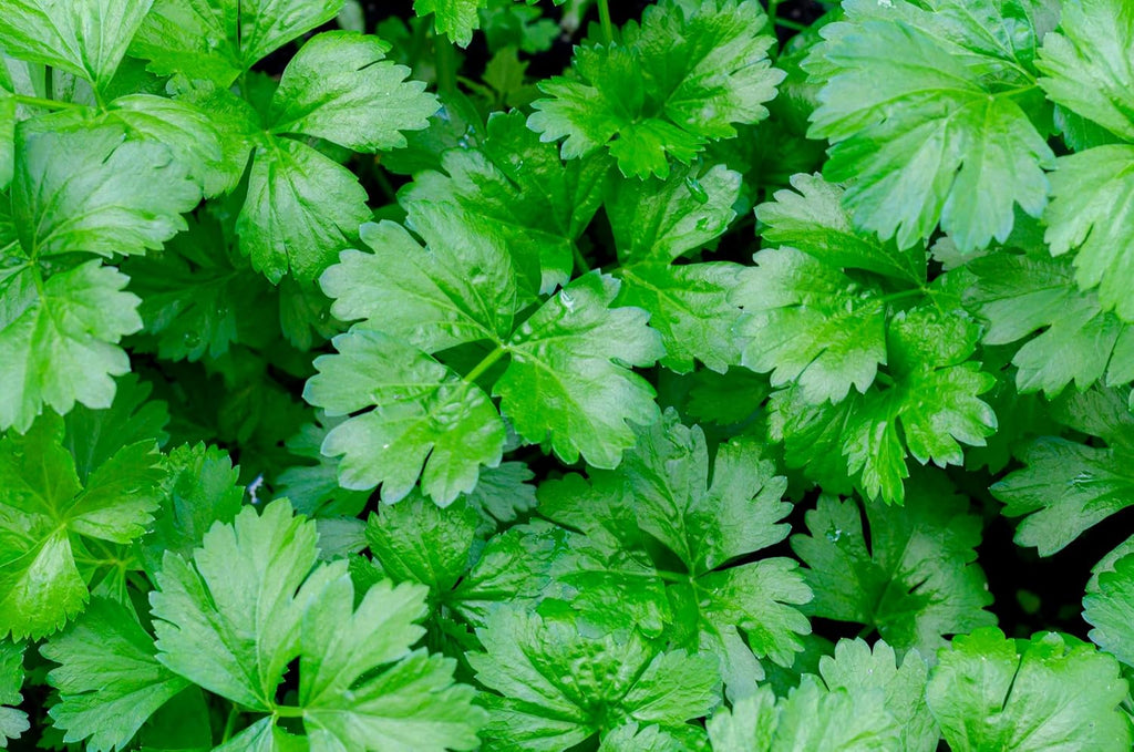 HERBAL AGE Parsley Seeds Plants, Grow Your Own Herb Garden Kit, ~900 Seed Box, Salad Herbs Seeds for Planting UK, Veg Plant Gardening Gift for Men, Women, Kids, Seeds to Plant Outdoor & Indoor