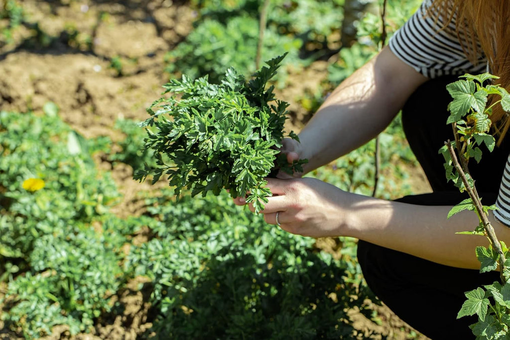 HERBAL AGE Parsley Seeds Plants, Grow Your Own Herb Garden Kit, ~900 Seed Box, Salad Herbs Seeds for Planting UK, Veg Plant Gardening Gift for Men, Women, Kids, Seeds to Plant Outdoor & Indoor