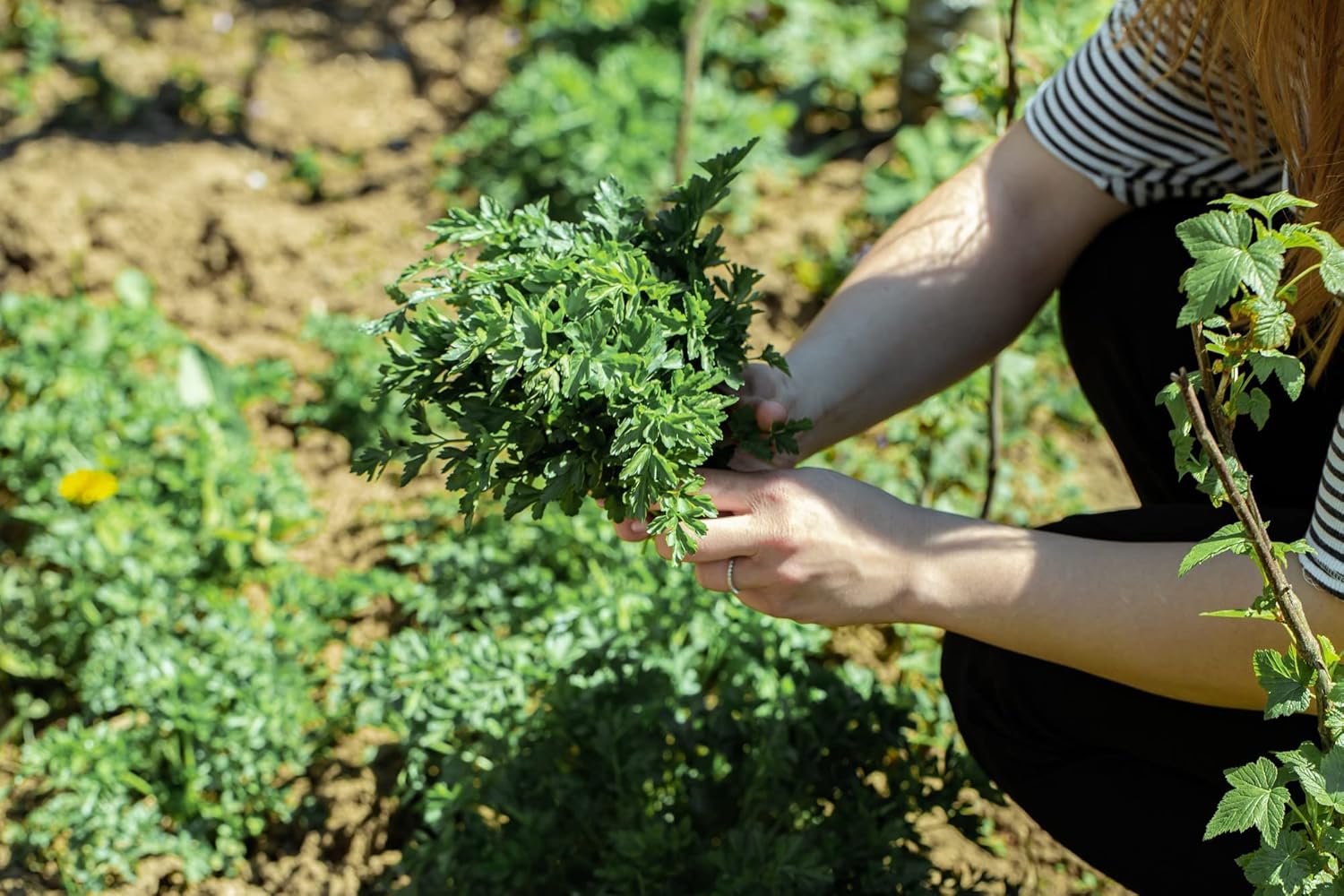 HERBAL AGE Parsley Seeds Plants, Grow Your Own Herb Garden Kit, ~900 Seed Box, Salad Herbs Seeds for Planting UK, Veg Plant Gardening Gift for Men, Women, Kids, Seeds to Plant Outdoor & Indoor